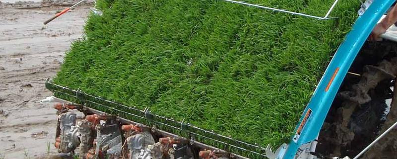 使用久保田插秧机要注意什么，首次使用需降低行驶速度